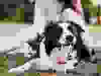 A black and white dog sticks out its tongue as its sits in a grassy park with its owner sitting nearby