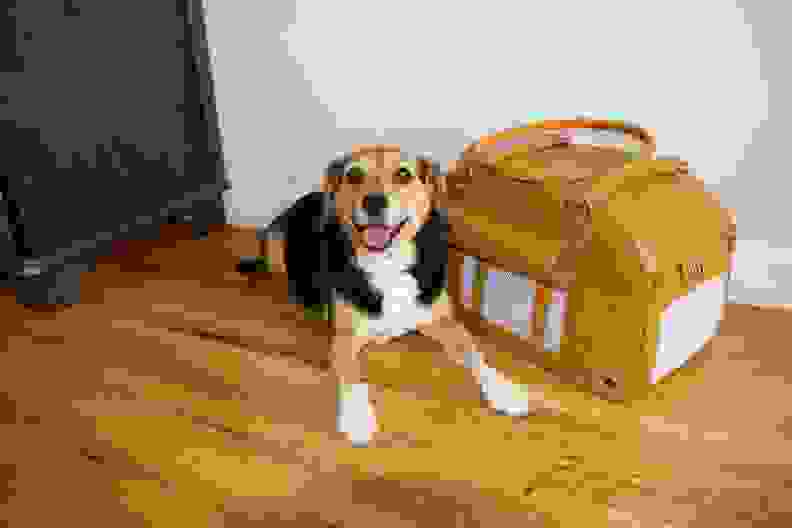 A dog with his tongue out lays next to the PetsHome pet carrier that's resting on a wood floor