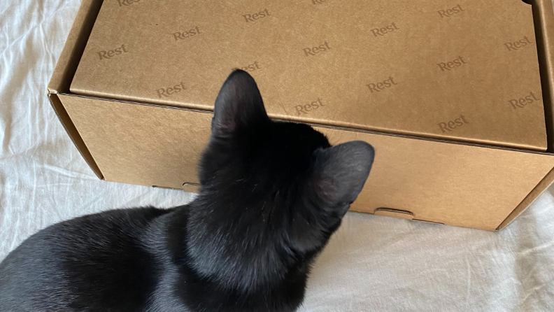 Cat looking at Evercool Cooling Comforter box.