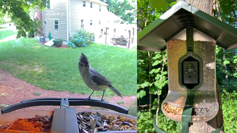 A bird on a perch, next to a front photo of the FeatherSnap Scout smart bird feeder