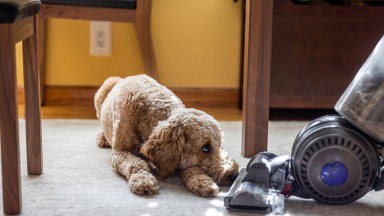 A goldendoodle dog laying on a rug and nose to nose with a vacuum